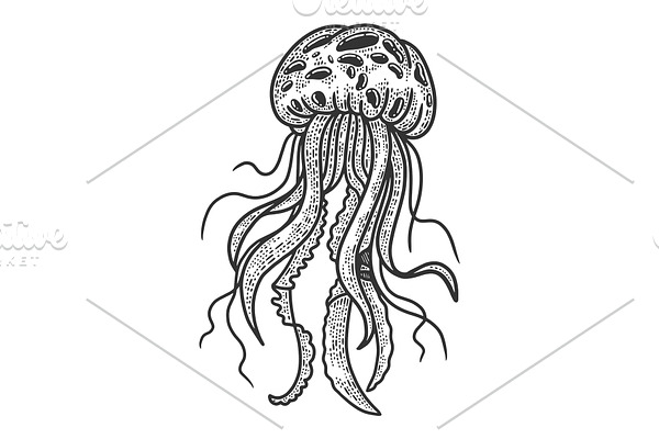 jellyfish sketch vector illustration
