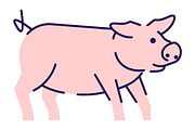 Cute pig side view flat illustration