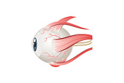 Eyeball muscles symbol. Eye