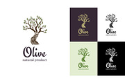 Elegant olive tree isolated