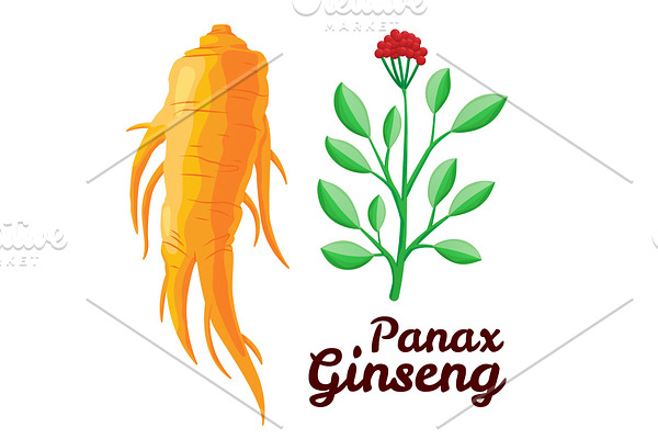Root and leaves panax ginseng