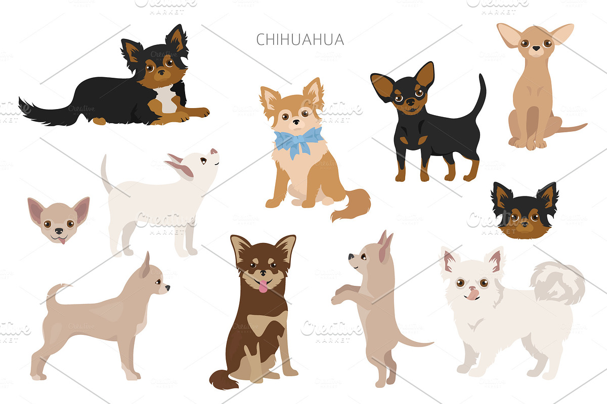 Chihuahua collection in Illustrations - product preview 8