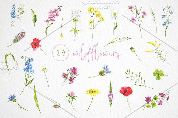 watercolor collection wildflowers in Illustrations - product preview 2