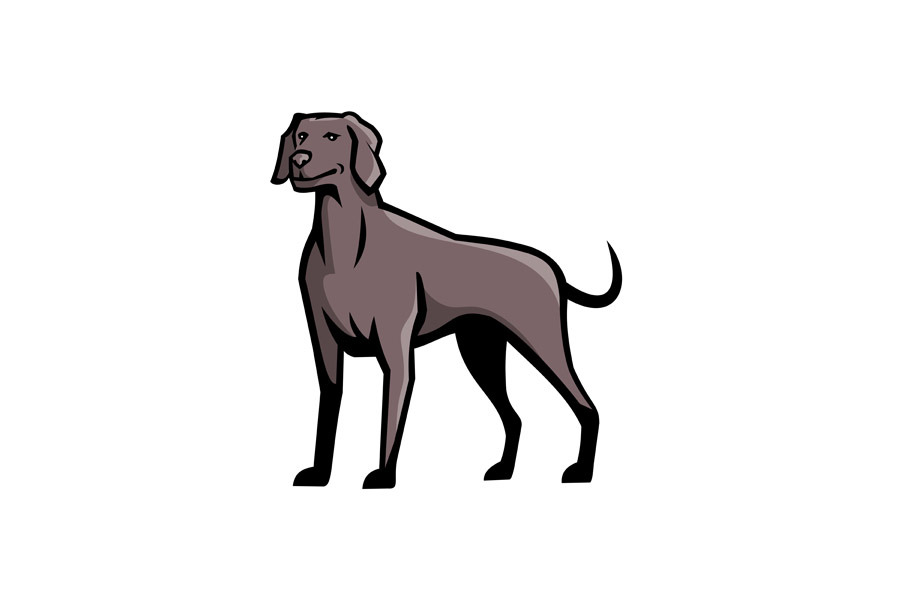 Weimaraner Dog Breed Mascot