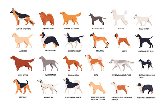 Dog breeds big collection in Illustrations - product preview 2