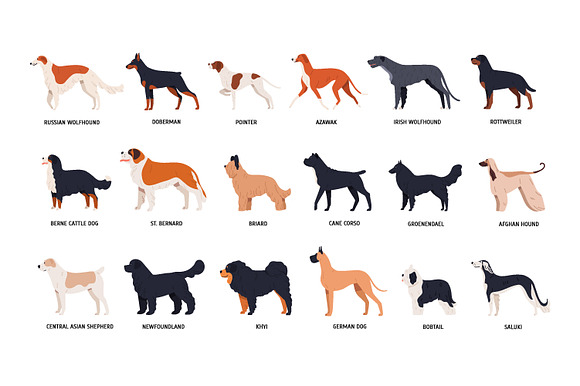Dog breeds big collection in Illustrations - product preview 3
