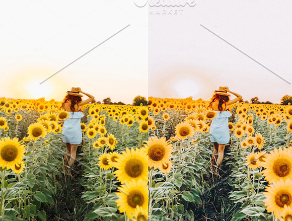 Sunflower Fields Presets | Bundle in Add-Ons - product preview 2