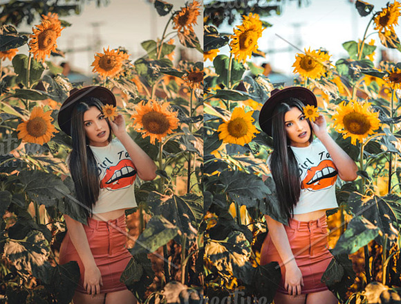 Sunflower Fields Presets | Mobile in Add-Ons - product preview 1