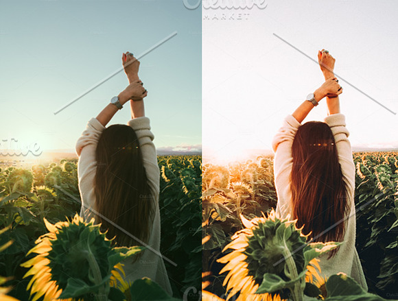 Sunflower Fields Presets | Mobile in Add-Ons - product preview 6