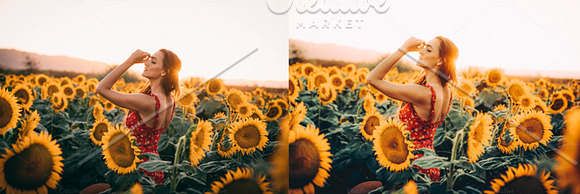Sunflower Fields Presets | Mobile in Add-Ons - product preview 8