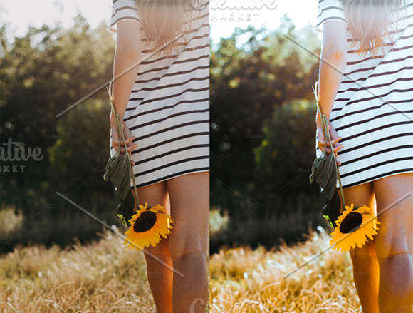 Sunflower Fields Presets | Mobile in Add-Ons - product preview 11