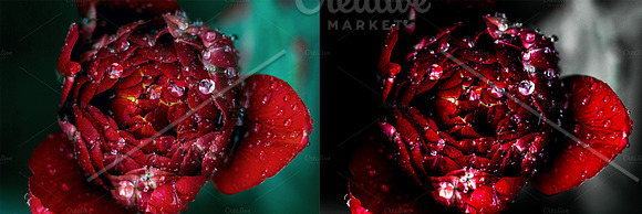 LR Presets | Garden of Eden in Add-Ons - product preview 7
