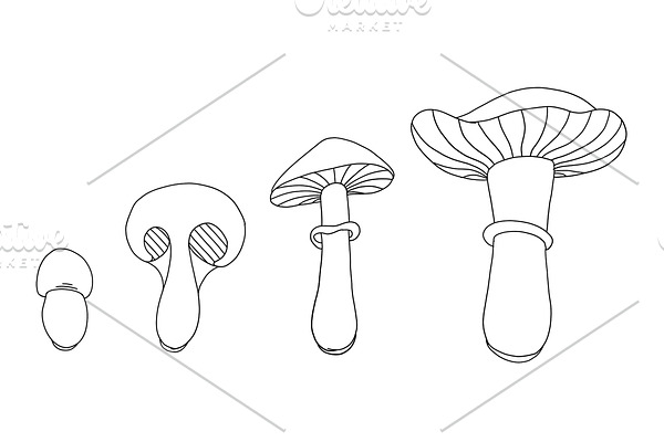 Life cycle of mushrooms. Stages of