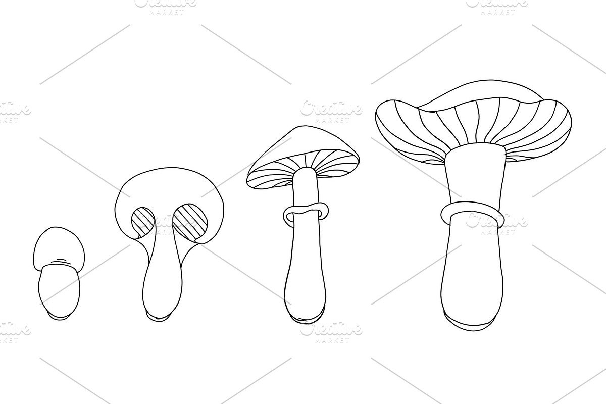 Life cycle of mushrooms. Stages of in Illustrations - product preview 8