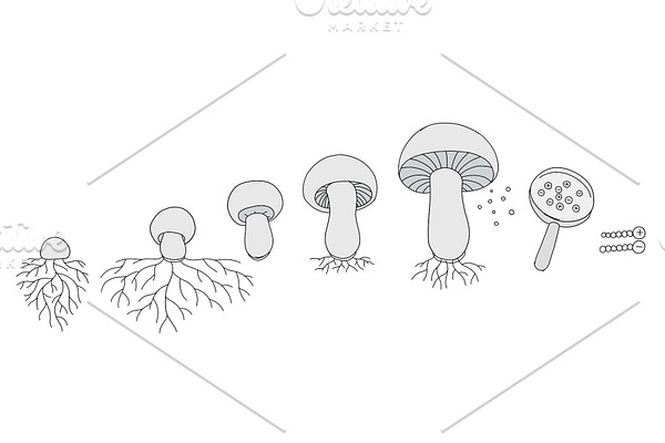 The life cycle of mushrooms. Stages