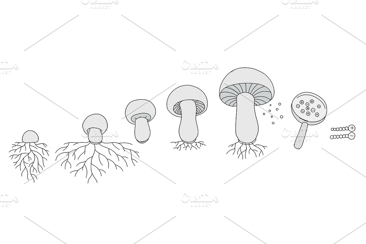 The life cycle of mushrooms. Stages in Illustrations - product preview 8