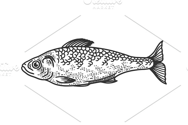 herring fish sketch vector