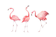 Watercolor Flamingos Set