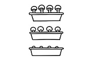 Mushrooms growing Indoors seedlings