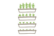 Growing seedlings stages. Plant