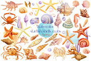 Watercolor starfish, shells, crabs
