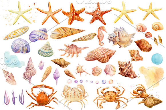 Watercolor starfish, shells, crabs in Illustrations - product preview 1