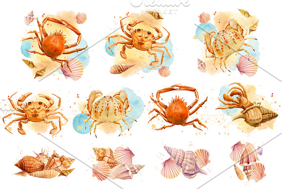 Watercolor starfish, shells, crabs in Illustrations - product preview 2