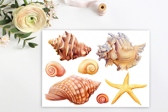 Watercolor starfish, shells, crabs in Illustrations - product preview 8