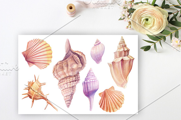 Watercolor starfish, shells, crabs in Illustrations - product preview 11