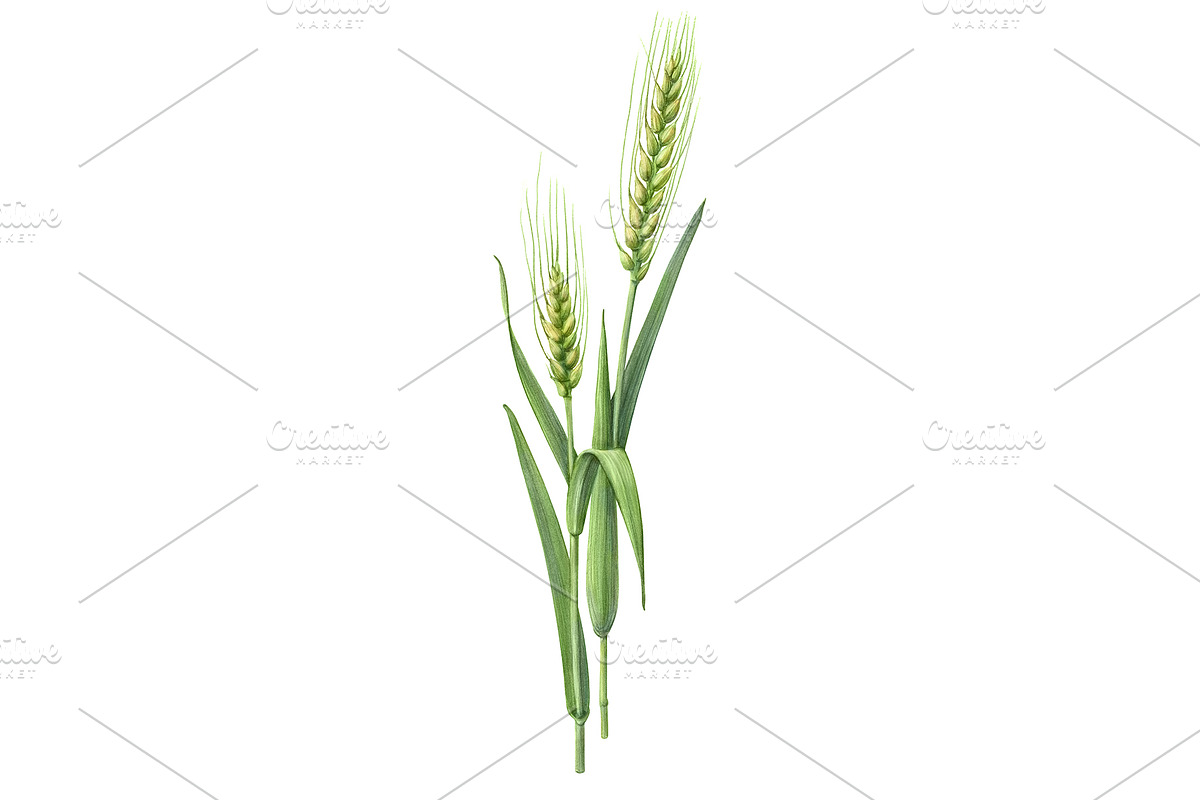 Green Wheat Pencil Illustration in Illustrations - product preview 8