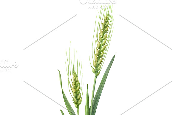 Green Wheat Pencil Illustration in Illustrations - product preview 1