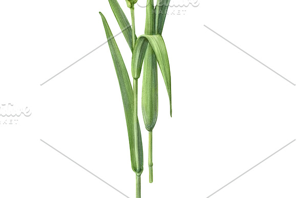 Green Wheat Pencil Illustration in Illustrations - product preview 2