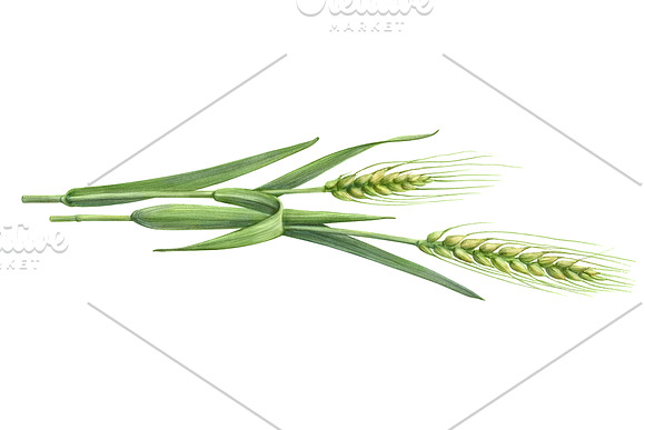 Green Wheat Pencil Illustration in Illustrations - product preview 3