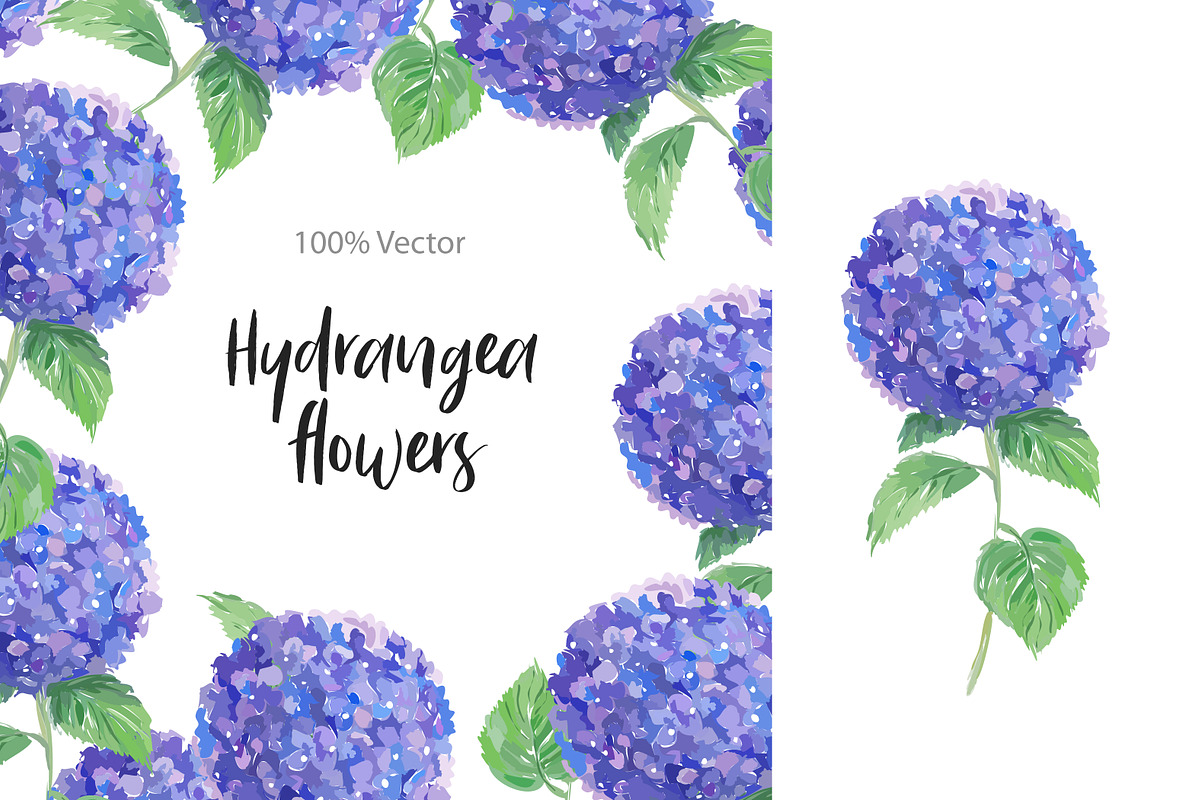 Botanical drawings Hydrangea in Illustrations - product preview 8