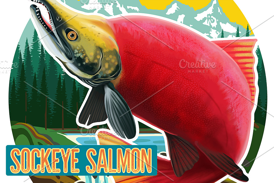 Sockeye Salmon Logo Illustration.