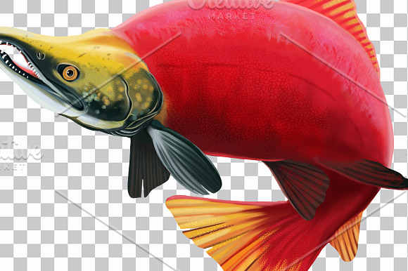 Sockeye Salmon Logo Illustration. in Illustrations - product preview 2