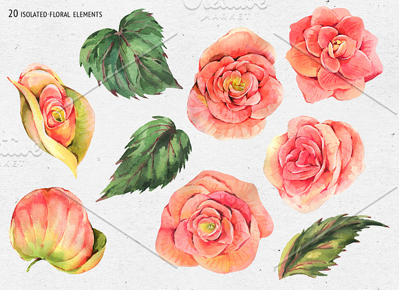 Watercolor Lilac&Begonia Clipart in Illustrations - product preview 6