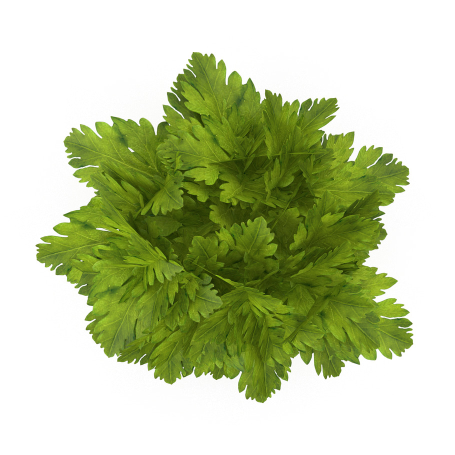 Celery Bunch in Food - product preview 1