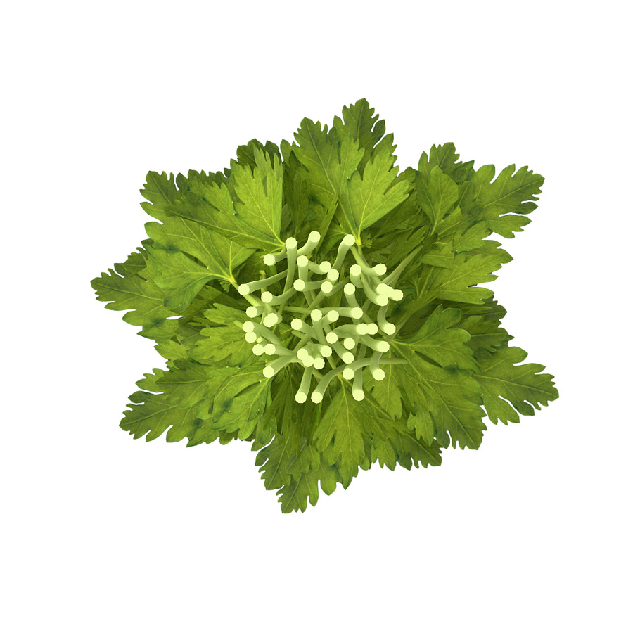 Celery Bunch in Food - product preview 6