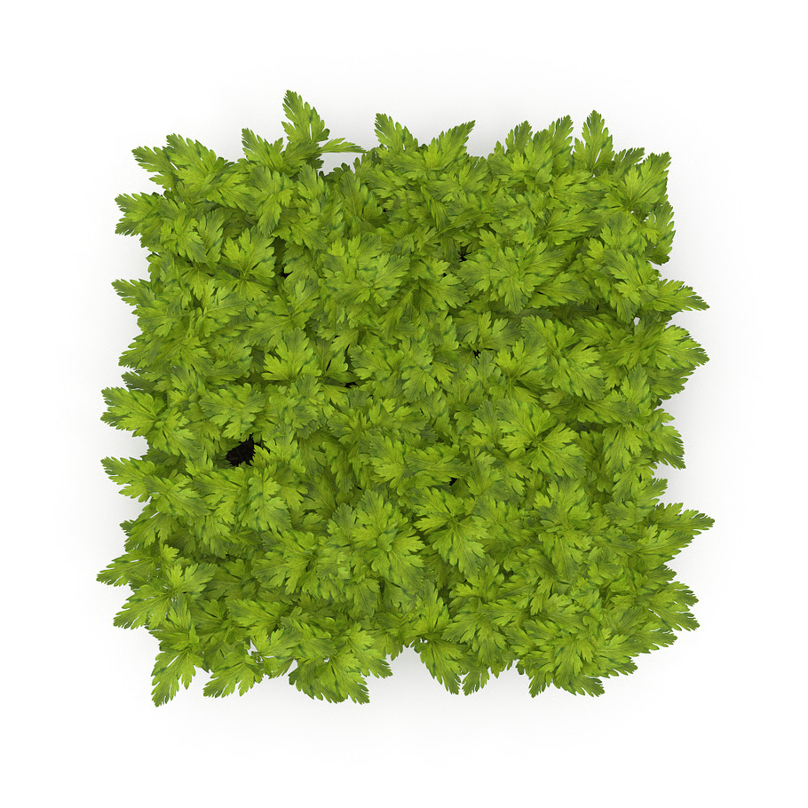 Celery rect in Nature - product preview 5
