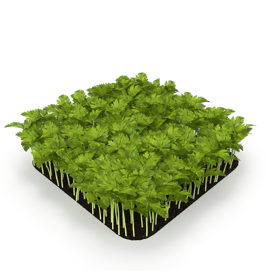 Celery rect in Nature - product preview 6