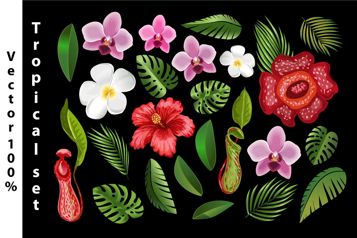 Tropical Flowers and Leaves in Illustrations - product preview 8