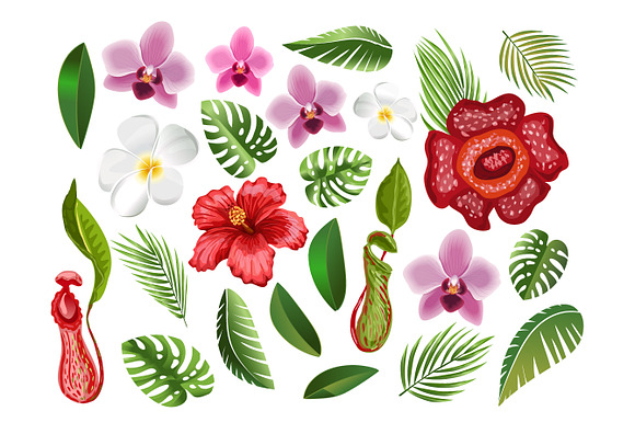 Tropical Flowers and Leaves in Illustrations - product preview 1