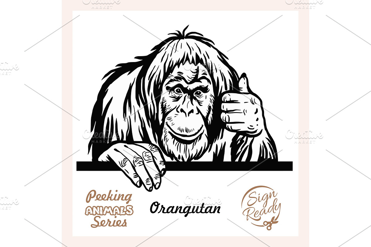 Peeking Friendly orangutan - vector in Illustrations - product preview 8