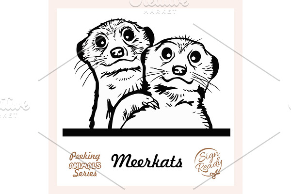 Peeking Friendly Meerkat family -