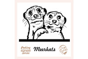 Peeking Friendly Meerkat family -
