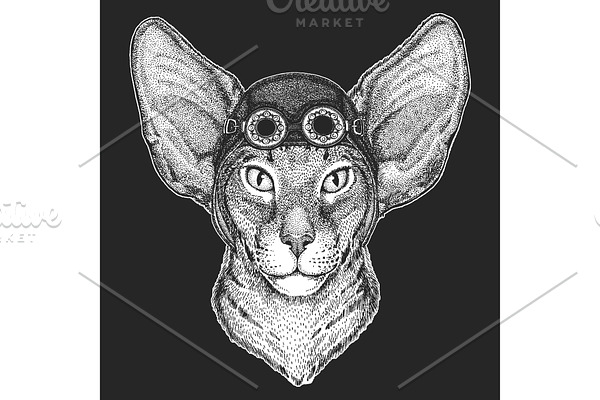 Oriental shorthair cat head. Aviator