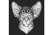 Oriental shorthair cat head. Aviator