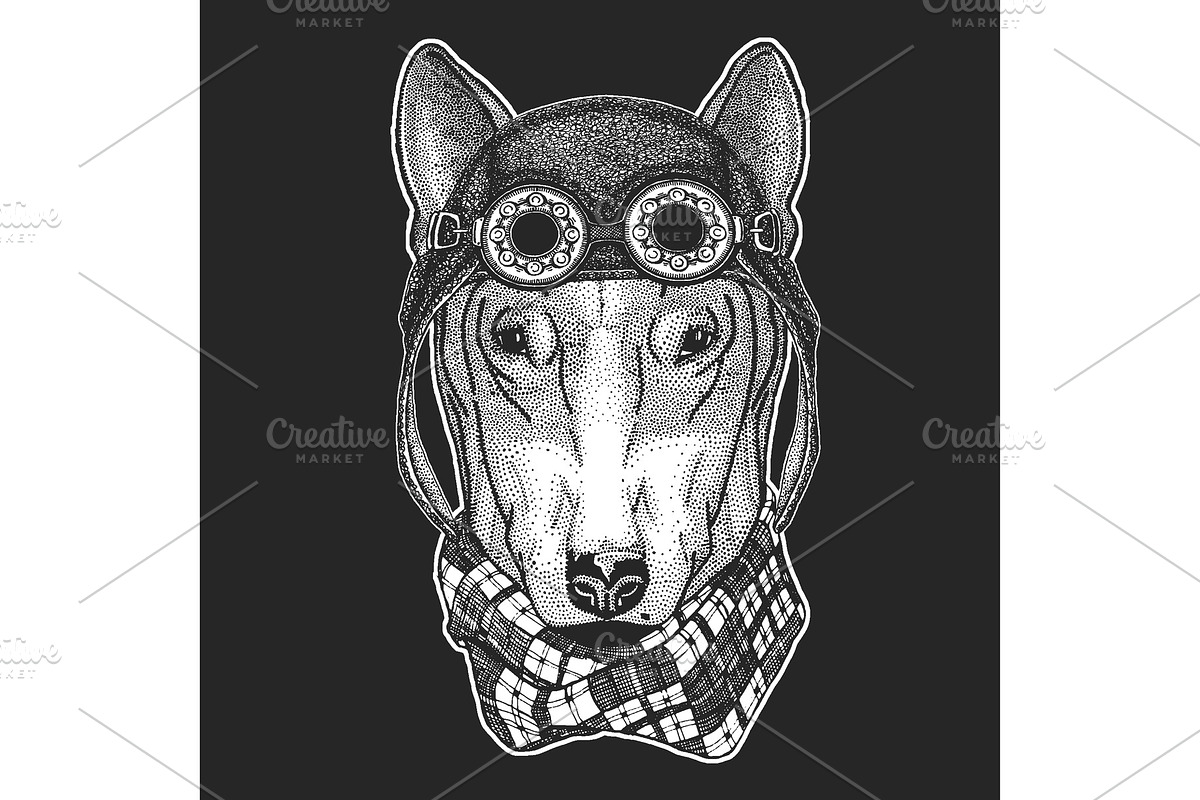 Bullterrier, dog. Aviator leather in Illustrations - product preview 8