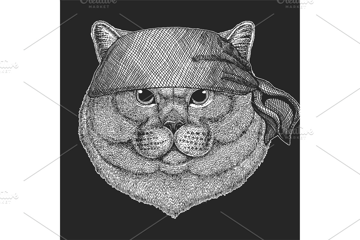 British shorthair cat. Scottish fold in Illustrations - product preview 8